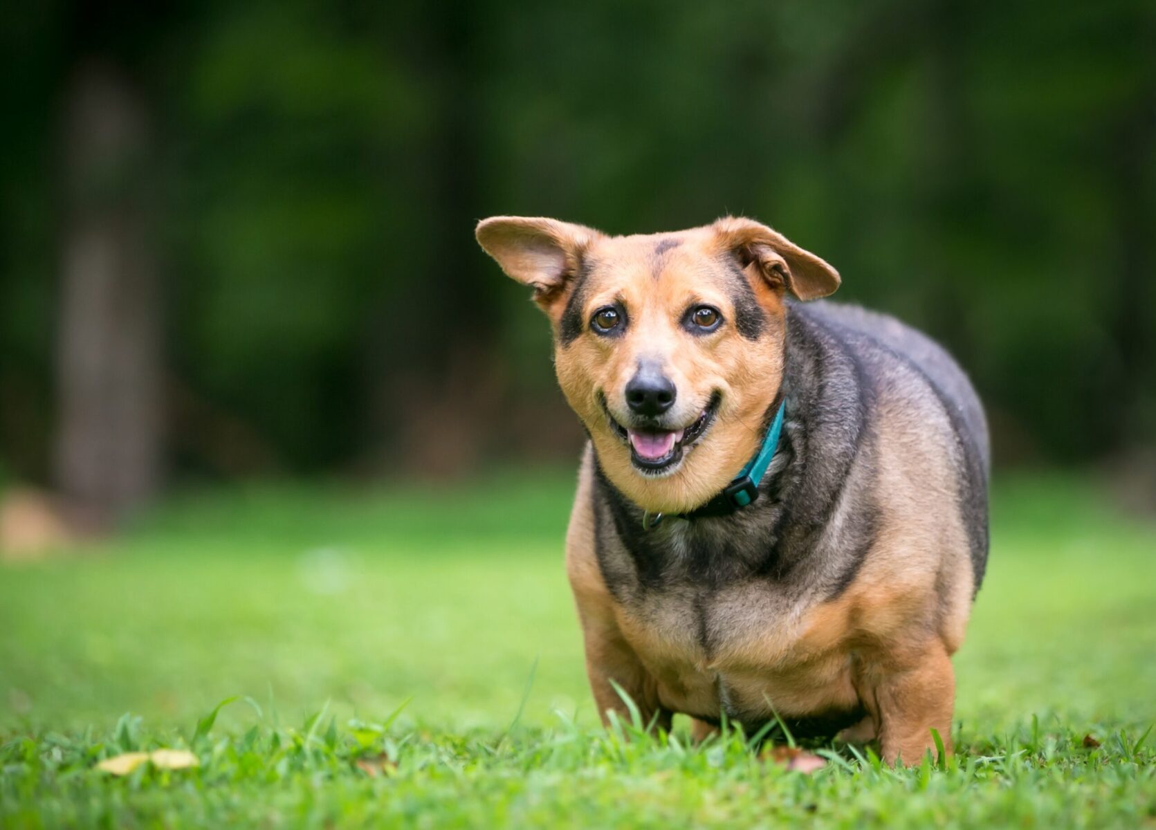 Read more about the article 7 Tips for Reducing Dog Obesity