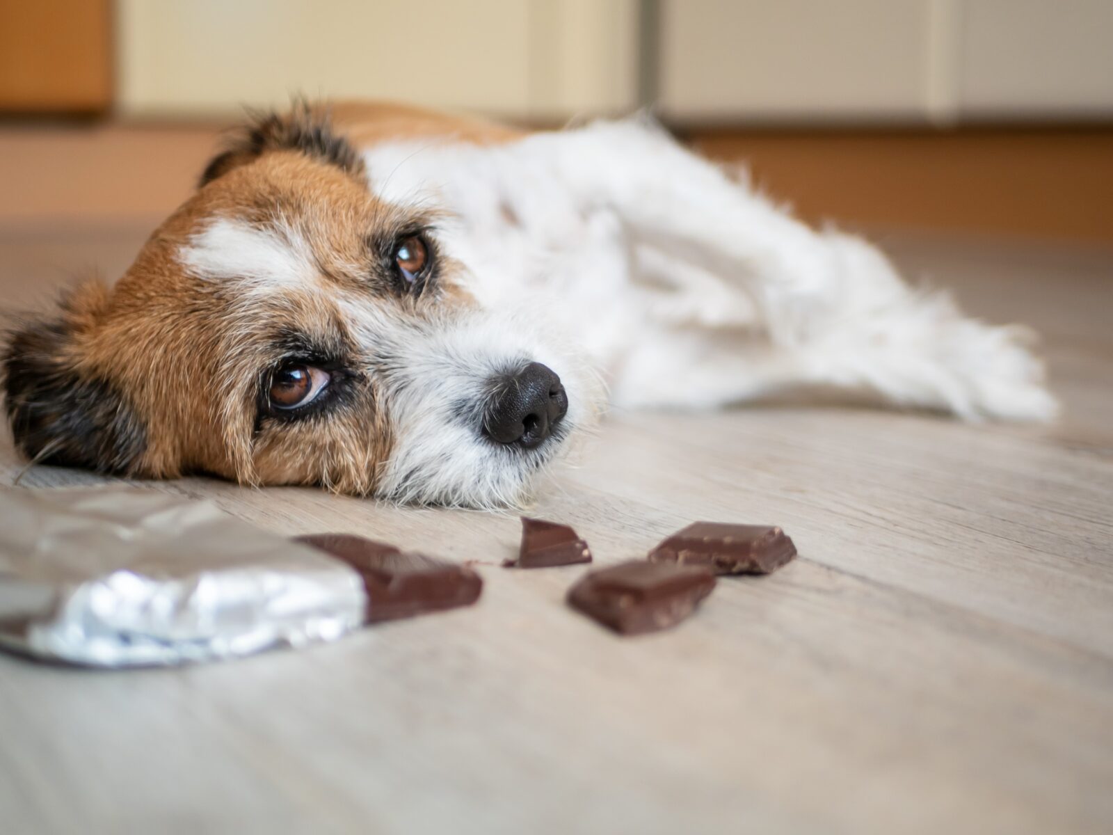 Foods Toxic To Dogs Aston Veterinary Hospital