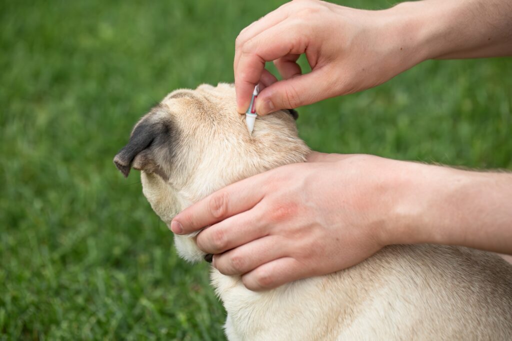 Dog being treated against ticks and fleas